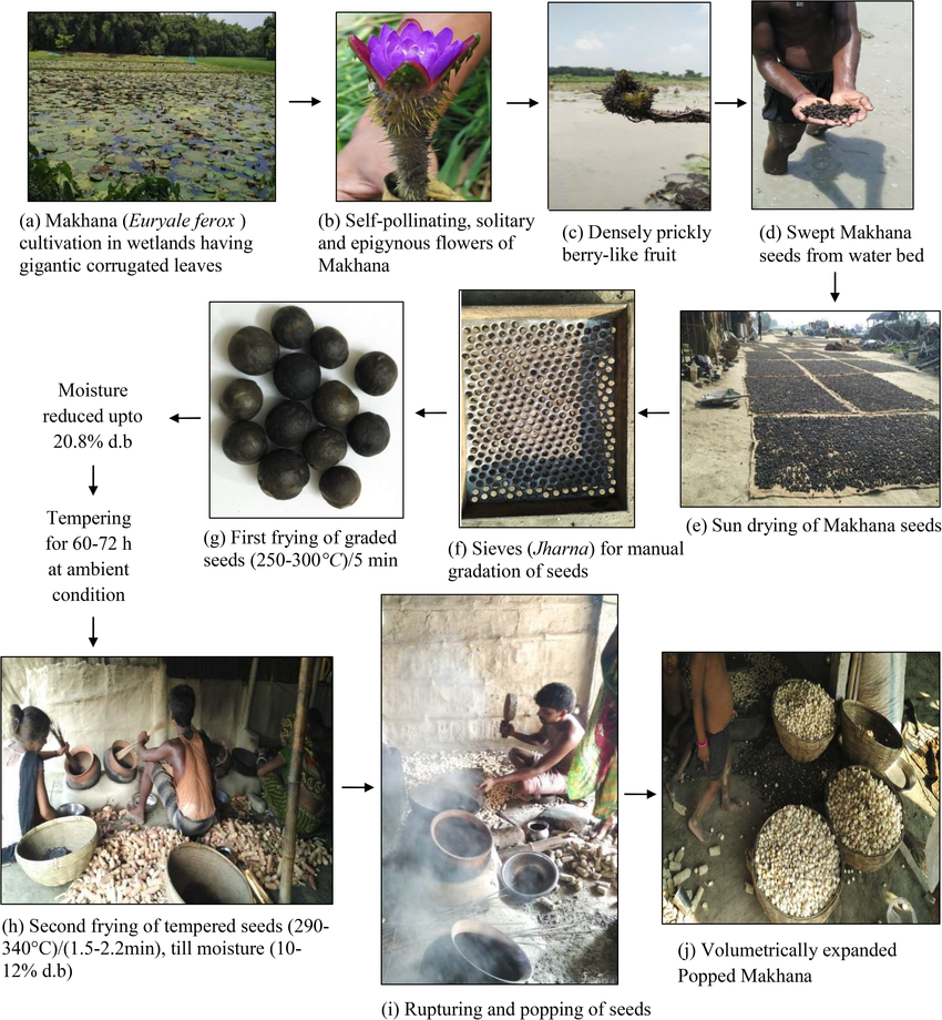 Foxnut Processing Steps